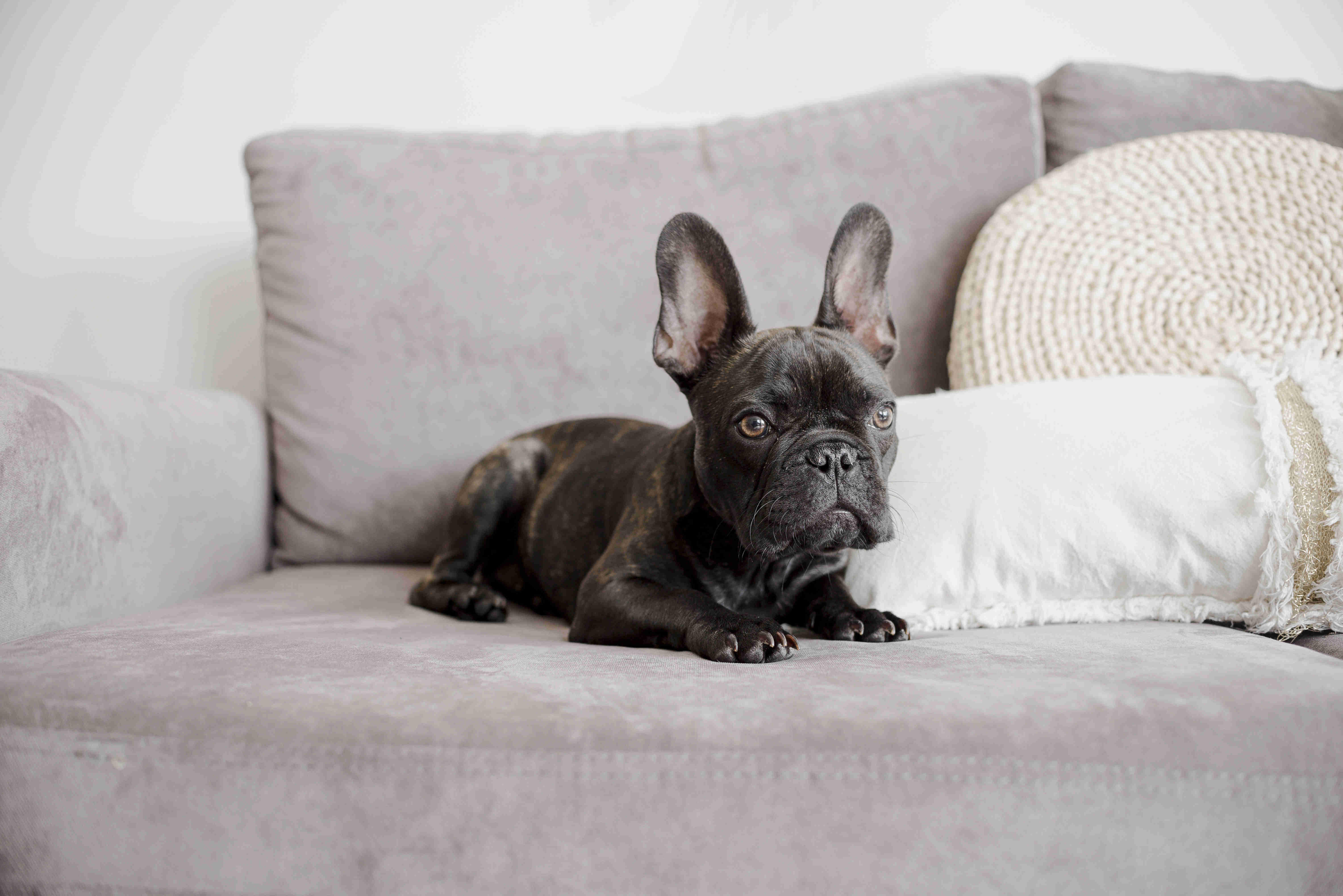 5 Effective Ways to Calm Your Fearful French Bulldog: Tips for Managing Anxiety in Your Frenchie